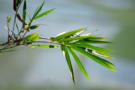 Bamboo leaves on the blurry backgroundの写真素材