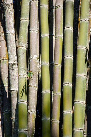 Bamboo grove in the forest. Bamboo background.の写真素材