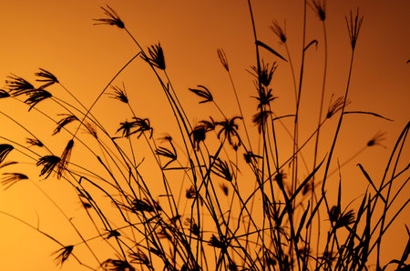 Silhouette of grass on the sunset background.の写真素材