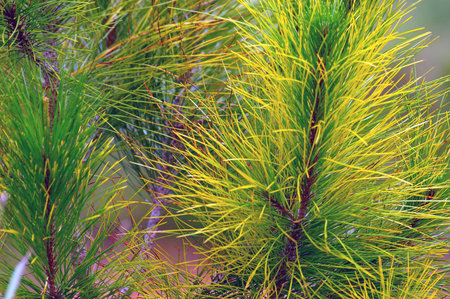 Pine branches with green needles close-up. Natural background.の写真素材