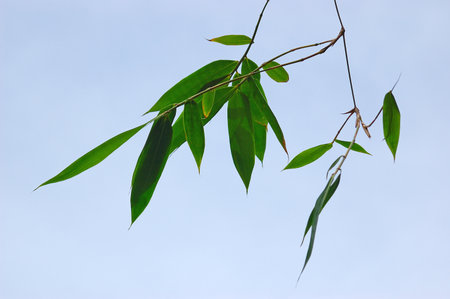 Bamboo leaves on blue sky background,の写真素材