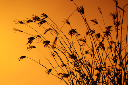Silhouette of grass on the sunset background.の写真素材