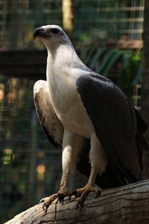 White-bellied / white-breasted sea eagle (Haliaeetus leucogaster).の写真素材