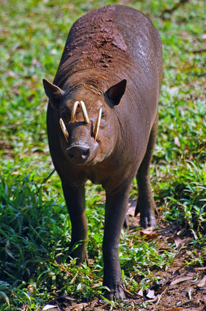 Babirusa, also called deer-pigs at the Ragunan Zoo, Jakarta.の写真素材
