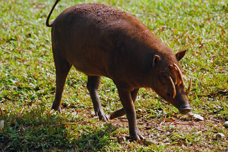 Babirusa, also called deer-pigs at the Ragunan Zoo, Jakarta.の写真素材