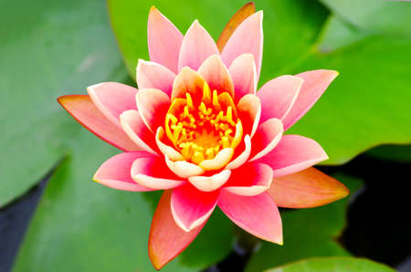 lotus flowerの写真素材