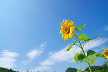 Golden sunflowersの写真素材