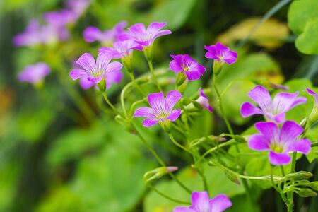 Purple flowersの写真素材