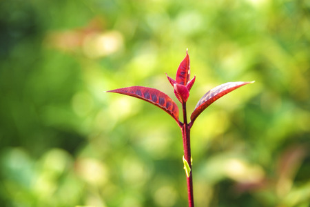red plantの写真素材