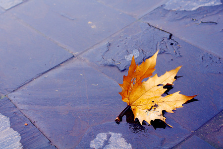 maple leaf on floorの写真素材