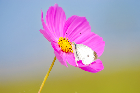 Close up to galsang flower and butterflyの写真素材