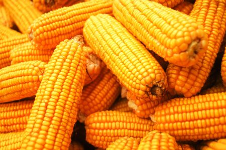 Big corn