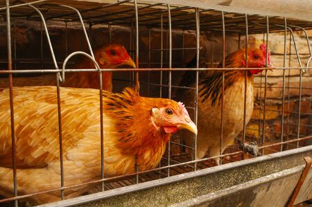 chickensの写真素材