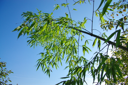 Bambooの写真素材