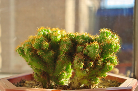 cactus thornsの写真素材