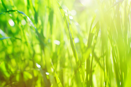 Grass background