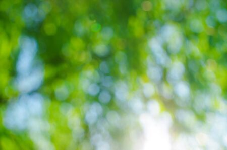 Green bokeh abstract backgroundsの写真素材