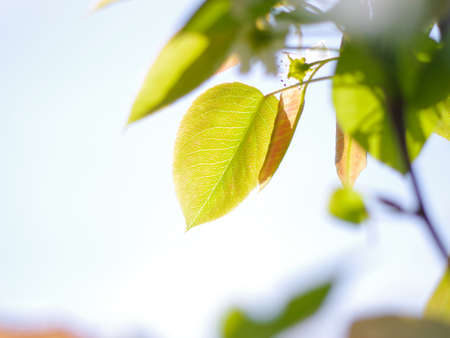 leavesの写真素材