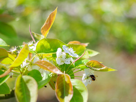 pear blossomの写真素材