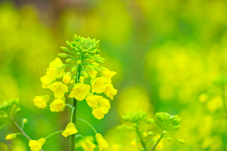 Flowering oilseed rapeの写真素材