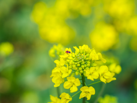 Flowering oilseed rapeの写真素材