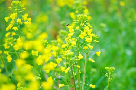 Flowering oilseed rapeの写真素材