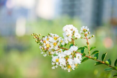 lagerstroemia indicaの写真素材