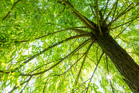 Willow treeの写真素材