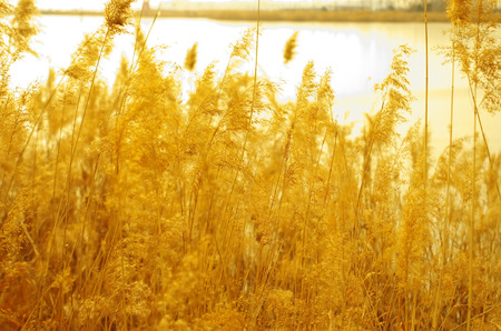 Golden Reedの写真素材