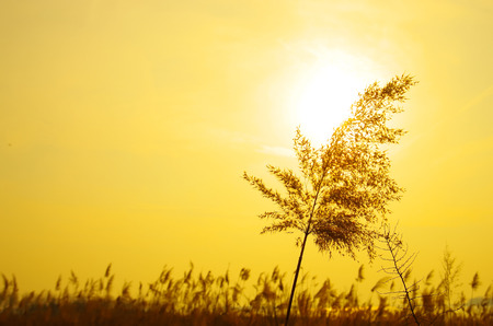 Golden Reedの写真素材