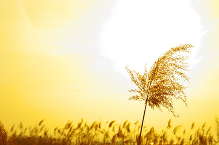 Golden Reedの写真素材