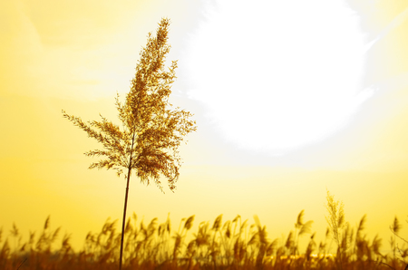 Golden Reedの写真素材