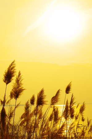 Golden Reedの写真素材