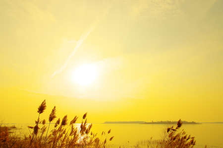 Golden Reedの写真素材