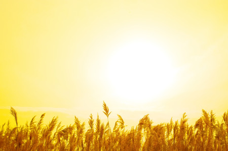 Golden Reedの写真素材