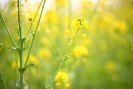 Flowering oilseed rapeの写真素材