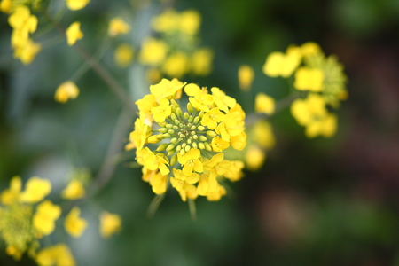 Flowering oilseed rapeの写真素材