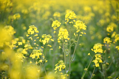 Flowering oilseed rapeの写真素材