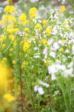 Flowering oilseed rapeの写真素材
