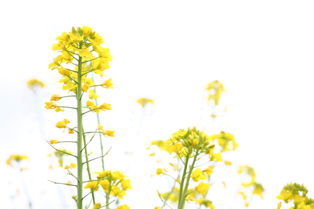 Flowering oilseed rape close up viewの写真素材