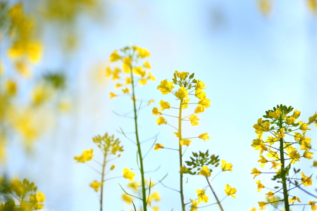 Flowering oilseed rapeの写真素材