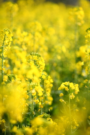 Flowering oilseed rapeの写真素材