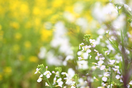 Flowering oilseed rapeの写真素材