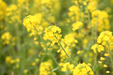 Flowering oilseed rapeの写真素材