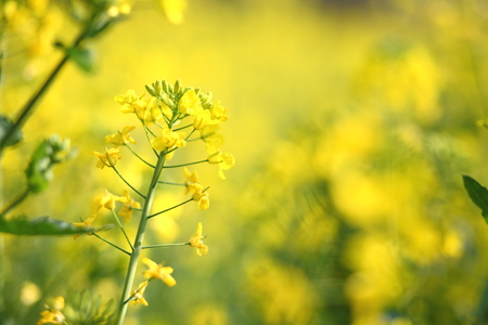 Flowering oilseed rapeの写真素材