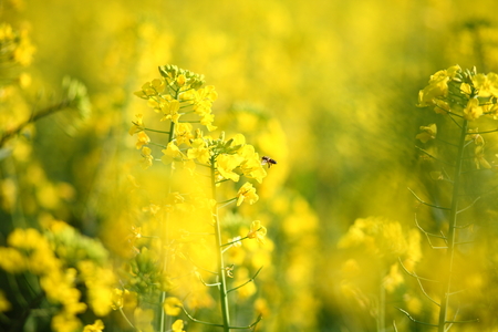 Flowering oilseed rapeの写真素材