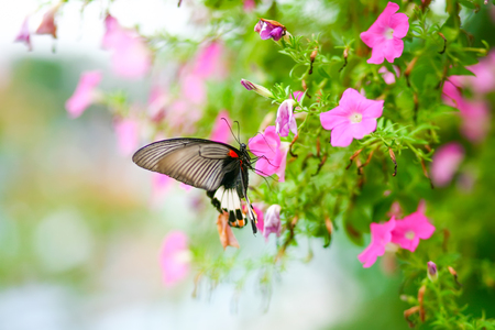 butterflyの写真素材