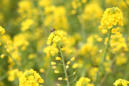 Flowering oilseed rapeの写真素材
