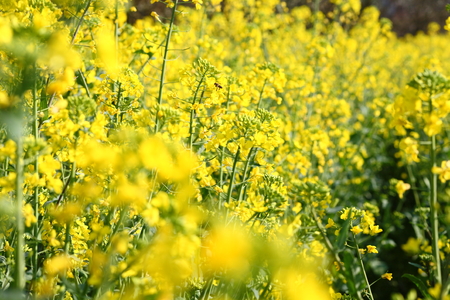 Flowering oilseed rapeの写真素材