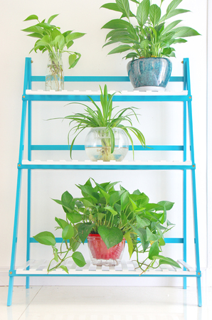 Chlorophytum on plant shelfの写真素材